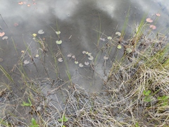 Nymphaea odorata odorata