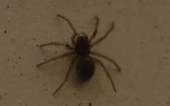 Araneae