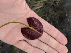 Nymphaea odorata odorata