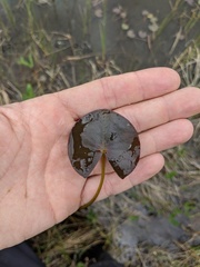 Nymphaea odorata odorata