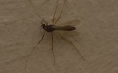 Microtendipes pedellus