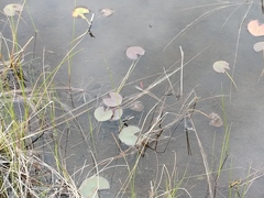Nymphaea odorata odorata