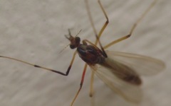 Microtendipes pedellus