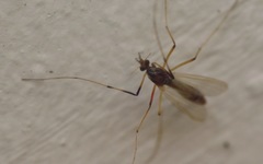 Microtendipes pedellus