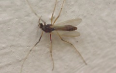 Microtendipes pedellus