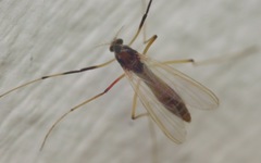 Microtendipes pedellus