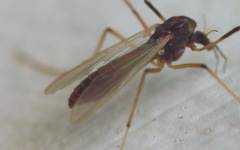 Microtendipes pedellus