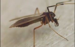 Microtendipes pedellus