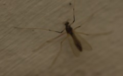 Microtendipes pedellus