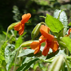 Erythranthe cinnabarina