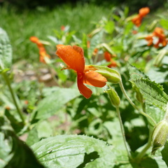 Erythranthe cinnabarina