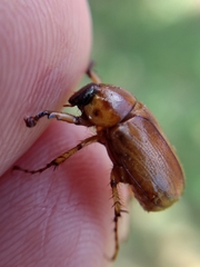 Scarabaeidae