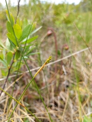 Carex exilis