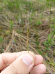 Carex exilis