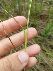 Carex exilis