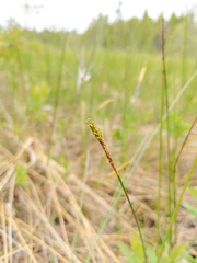 Carex exilis