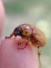 Scarabaeidae