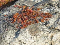 Betula glandulosa