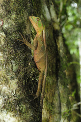 Enyalius iheringii