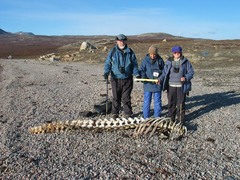 Monodon monoceros