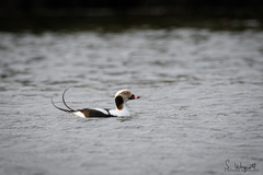 Clangula hyemalis image