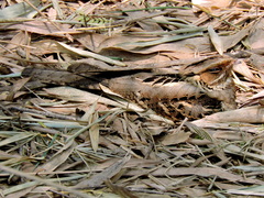 Caprimulgus macrurus