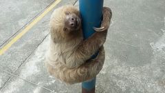 Choloepus didactylus