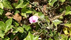 Convolvulus althaeoides althaeoides