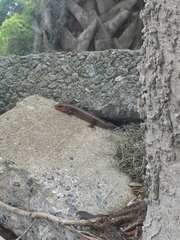 Plestiodon laticeps