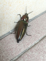 Campsosternus auratus