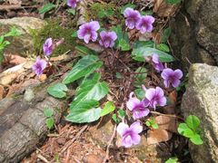 Viola violacea