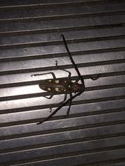 Batocera rubus