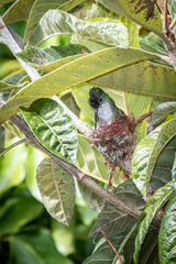 Saucerottia cyanocephala