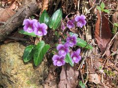 Viola violacea