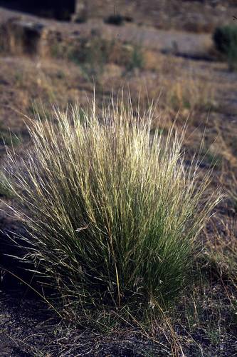 purple three awn (Plants of Chatfield State Park) · iNaturalist