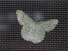 Pingasa ruginaria pacifica