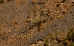 Microtendipes pedellus