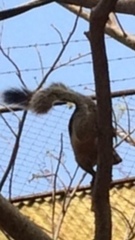 Sciurus variegatoides