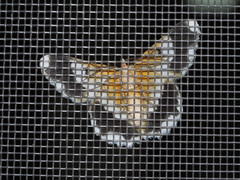 Pingasa ruginaria pacifica