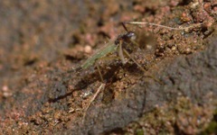 Microtendipes pedellus