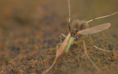 Microtendipes pedellus