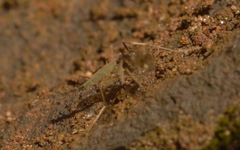 Microtendipes pedellus