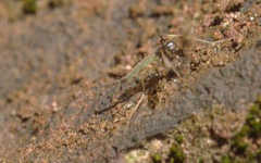 Microtendipes pedellus