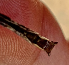 Phanogomphus spicatus