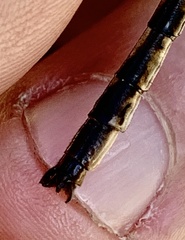 Phanogomphus spicatus