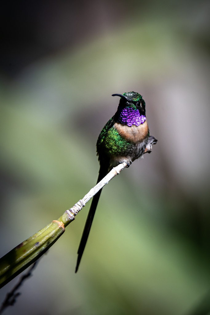 Slender Sheartail