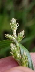 Carex wiegandii
