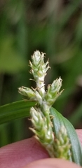 Carex wiegandii