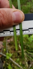 Carex wiegandii