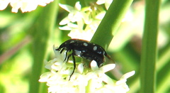 Gametis